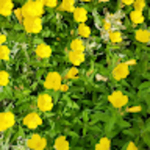 Meet your Posher, Anna-lisa